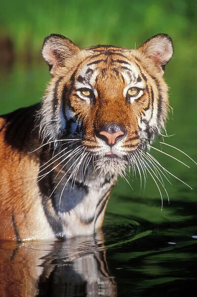 Bengal Tiger Endangered species