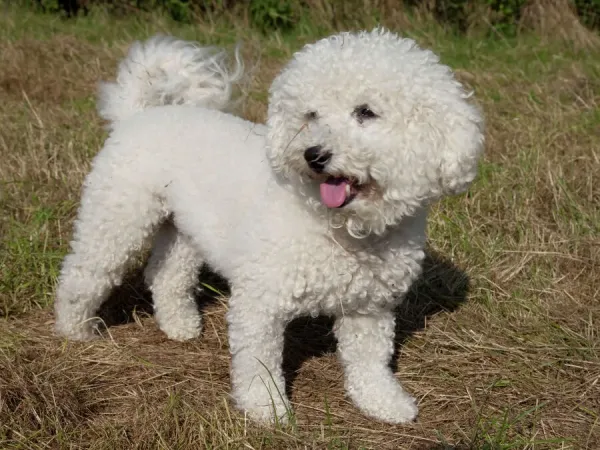 Bichon Frise curly lap dog - Waterloo Kennels Stoke Orchard Cheltenham UK