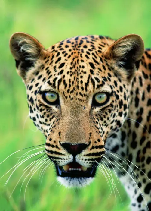 Framed Print : Leopard Close-up Print Framed Print : Leopard Close-up Print