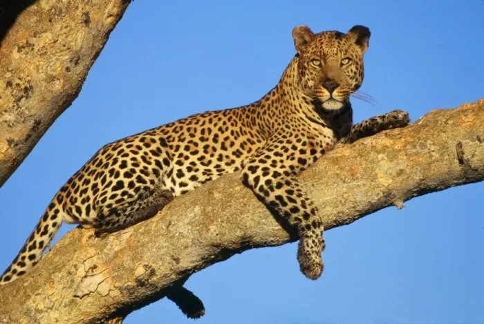 Framed Print : Leopard Print on Tree Branch Framed Print : Leopard Print on Tree Branch