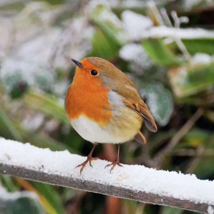 Framed Print : BIRD. Robin JD-21792-C Print - Erithacus rubecula