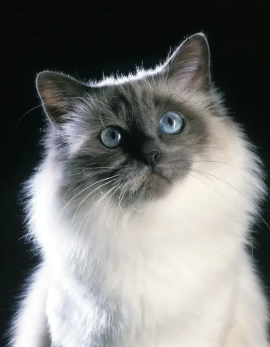 Framed Print : Birman Cat LA-992 Print Framed Print : Birman Cat LA-992 Print