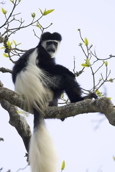 Black-and-white Colobus Monkey Aberdares National Park, Kenya
