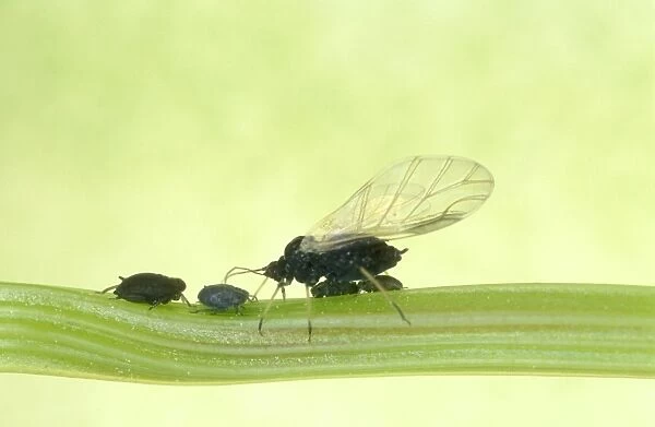 Black Bean Aphids Winged & unwinged forms, UK