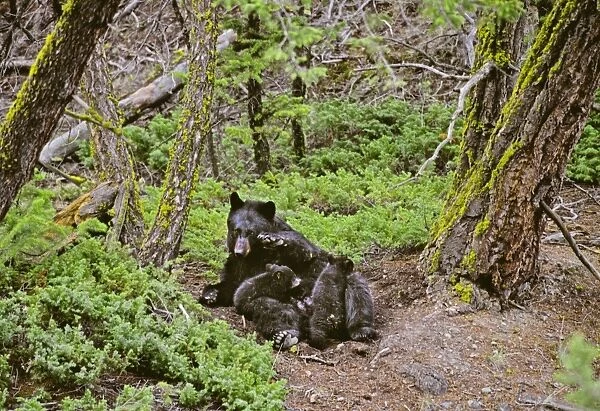 Black Bear sow nursing young cubs. Western U. S. May. North America; Western U. S. ; Rocky Mountains; Wyoming; Yellowstone National Park MA2119