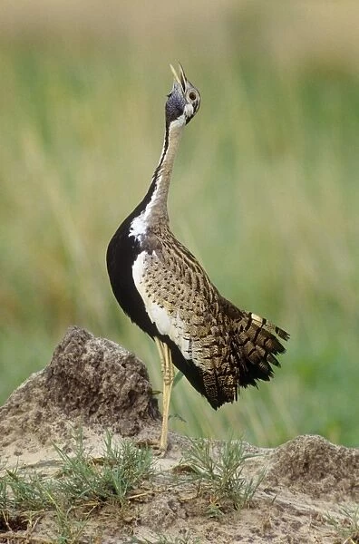 Black-bellied Bustard - Male, calling. South Africa