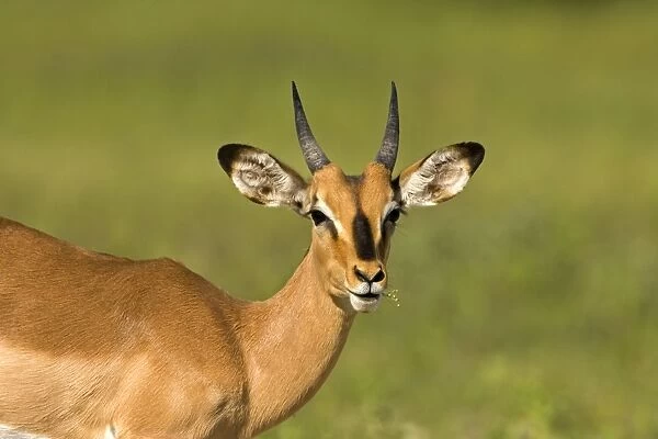 Black Faced Impala-Portrait of a young male chewing on a green stem Etosha National Park-Northern Namibia-Africa