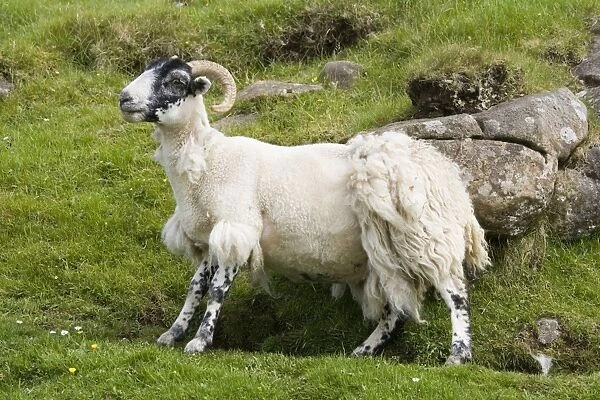 Black-faced sheep rubbing off fleece against rock, Mull, Scotland, UK