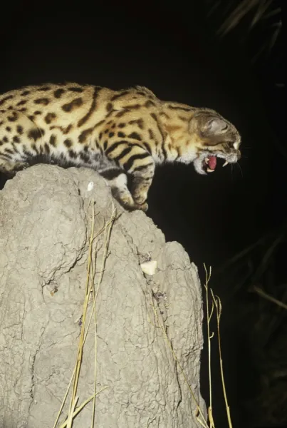 Black-footed Cat  /  Small Spotted Cat - snarling Botswana Africa