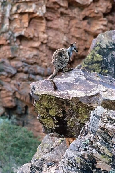Black-footed Rock-Wallaby - On rock - Simpsons Gap, West MacDonnell Ranges, Northern Territory, Australia JPF00911