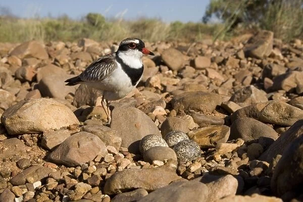 Black-fronted Dotterel Approaching its nest at Canteen Creek, central Northern Territory, Australia. Strangely this bird was incubating an egg sized and shaped stone