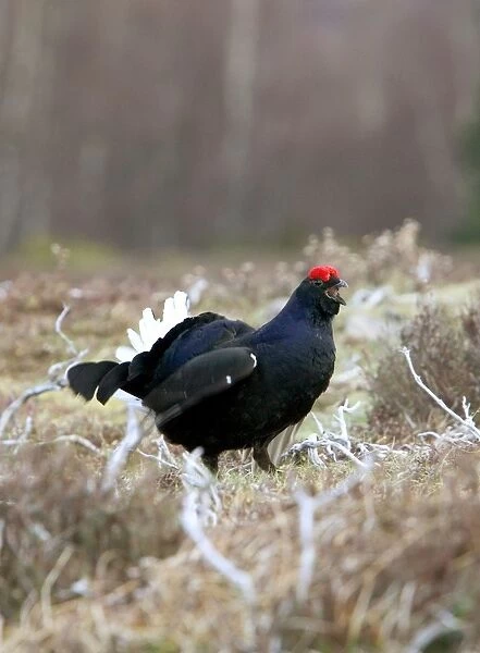 Black Grouse -Cock on lek early morning - Moorland - April - Scotland UK