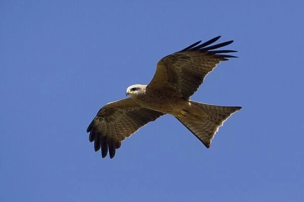 Black Kite - in flight - in open country 50km north of Ti Tree - Northern Territory - Australia