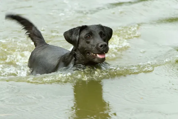 Prints of Black Labrador swimming in water
