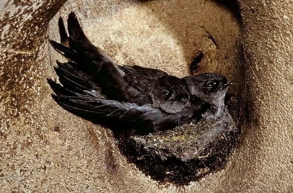 Black-nest Swiftlet - in cave, Borneo, Malaysia, southern Asia to western Philippines JPF30735