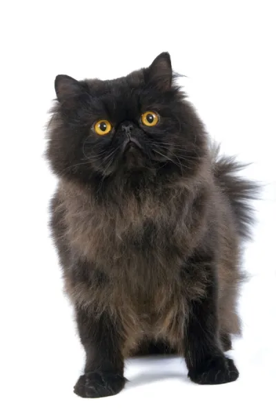 Prints of Black Persian Cat