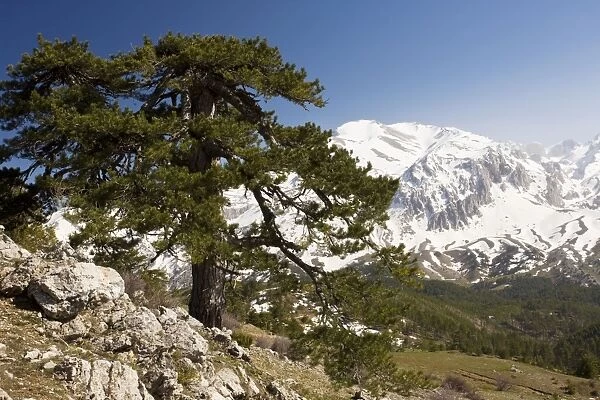 Black Pine  /  Crimean Pine - on Vali Cesmesi Gecidi Pass, at about 1800 metres; Taurus Mountains, south Turkey