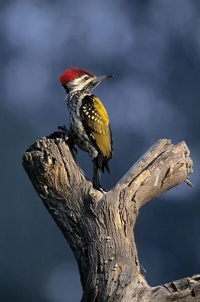 Black-rumped Flameback  /  Golden backed Woodpecker on a dead tree Keoladeo National Park, India