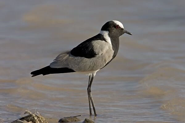 Black Smith  /  Blacksmith Lapwing (Plover) Standing in gently lapping water Fisher's Pan, Etosha National Park, Namibia, Africa