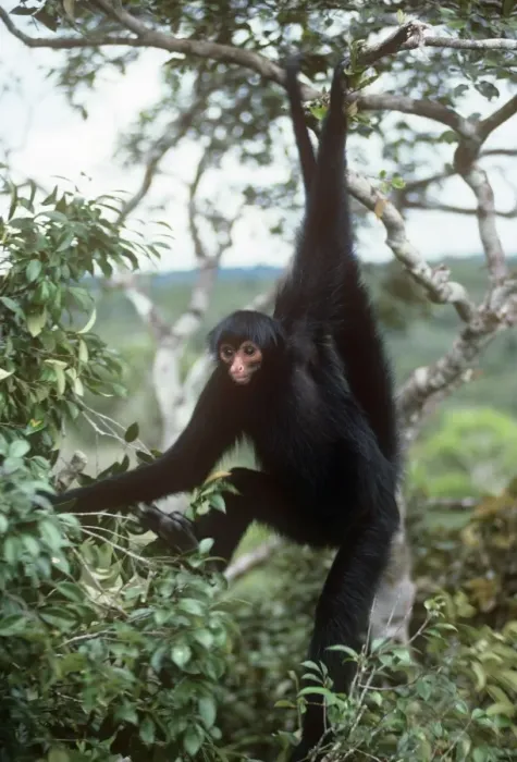 Framed Print : Black Spider Monkey Print - Hanging from a Tree in Roraima, Brazil Framed Print : Black Spider Monkey Print - Hanging from a Tree in Roraima, Brazil