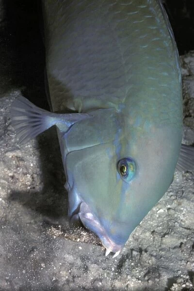 Black Spot Tuskfish - The wrasse who Valerie helped find crabs by helping it to dig holes in the rubble. Heron Island. Great Barrier Reef