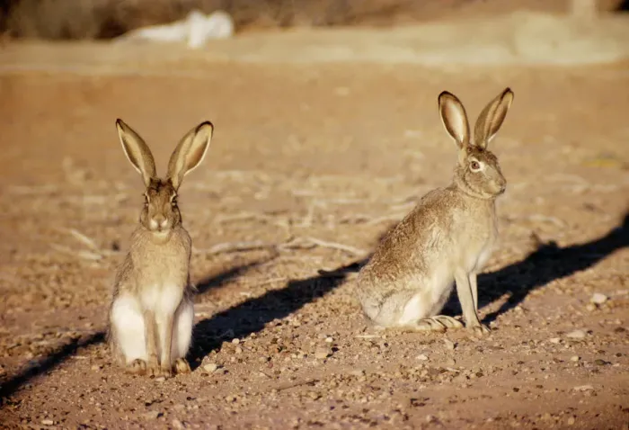 Framed Print : Black-tailed Jackrabbit Print Framed Print : Black-tailed Jackrabbit Print