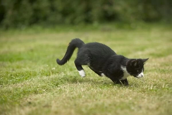 Black and White Cat - pouncing