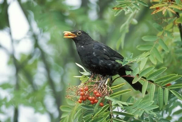 Blackbird Feeding on Rowan berries