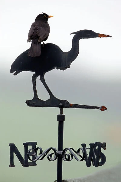 Blackbird - Male sitting on 'Heron' weather-vane Northumberland, England