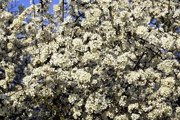 Blackthorn - blossom Alsace France