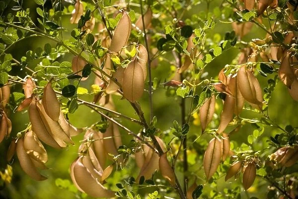Bladder-senna (Colutea arborescens), flowers and fruit. S. Europe