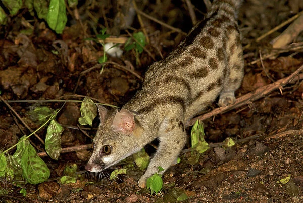 Blotched  /  Cape  /  Large- spotted Genet - walking on forest floor - Ruaha NP - Tanzania - Africa