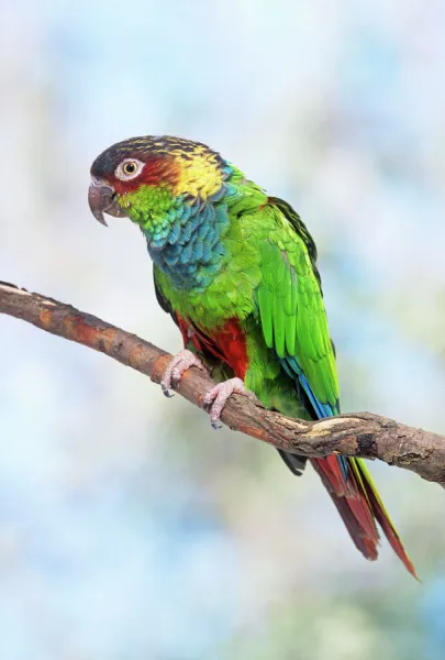 Blue-chested Parakeet  /  Blue-throated Parakeet  /  blue-throated Conure