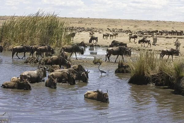 Blue  /  Common Wildebeest - drinking during midday heat - Masai Mara Conservancy - Kenya