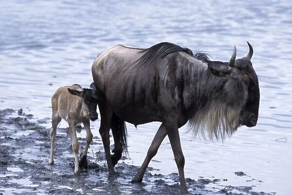 Blue  /  Common Wildebeest - mother and calf at waterhole - Ngorongoro Conservation Area - Tanzania