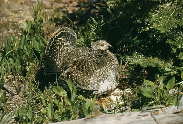 Blue Grouse Female at nest with eggs