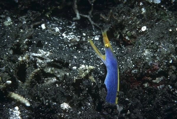 Blue Ribbon Eel - lives in sandy areas in the central western Pacific and the western Indian Ocean. Subadults are black with a yellow fin. Indonesia