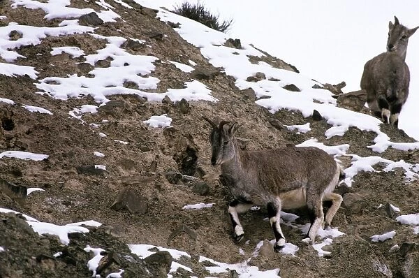 Blue Sheep  /  Bharal - Ladakh - Jammu & Kashmir - India