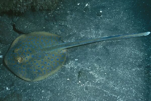 Blue-spotted Stingray Indo Pacific