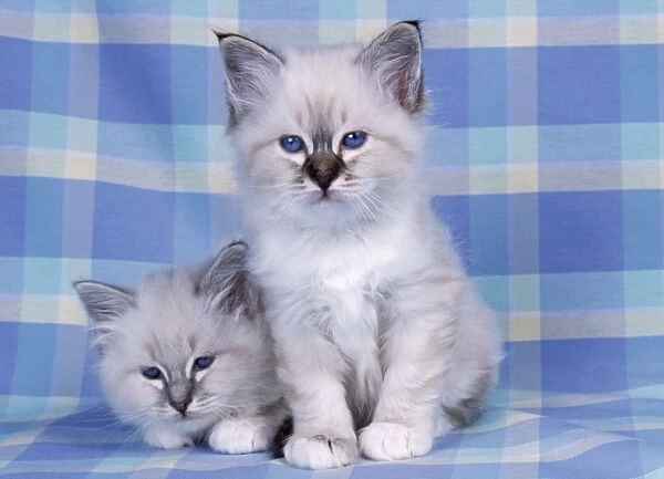 Blue Tabby & Seal Tabby Birman Cat - kittens on check material