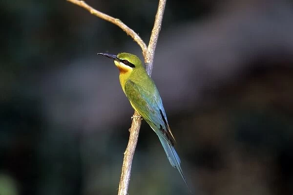 Blue-tailed Bee-eater - Corbett National Park - India
