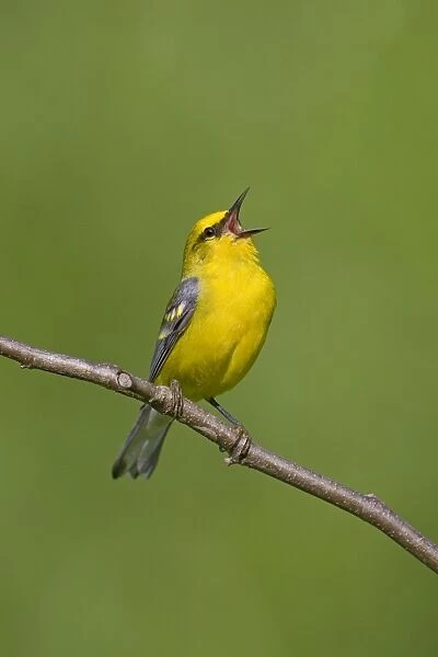 Blue-winged Warbler, singing on breeding territory in spring. Notice this bird has some yellow in wingbars and is actually mated to a Brewster's Warbler hybrid. June in Connecticut