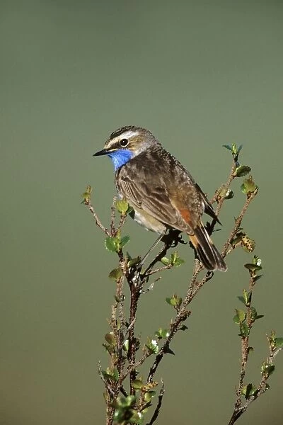 Bluethroat - male in spring. Seward Peninsula, Alaska, June. USA