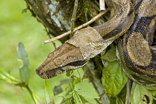 Boa Constictor - shedding skin - Tropical rainforest - Guanacaste National Park - Costa Rica