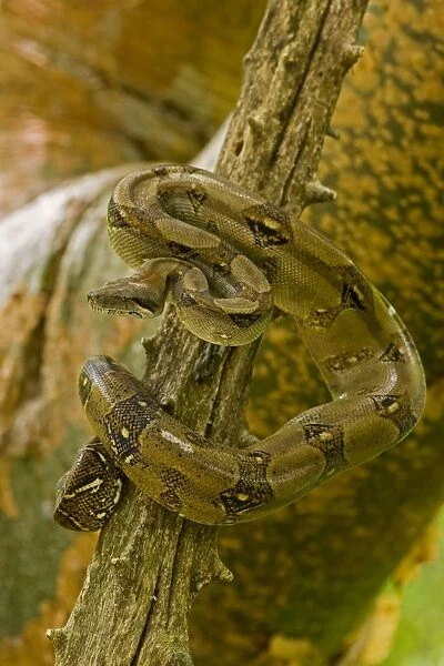 Boa Constrictor - in tree - Costa Rica