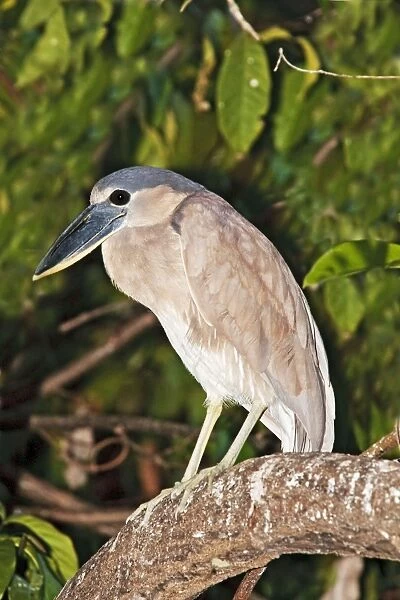 Boat-billed Heron. Immature. Nayarit Mexico in March