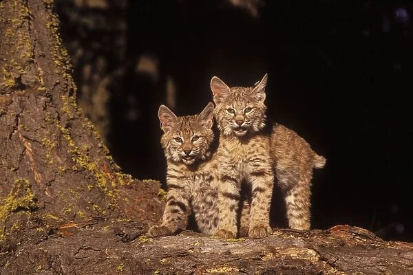 Bobcat Kittens
