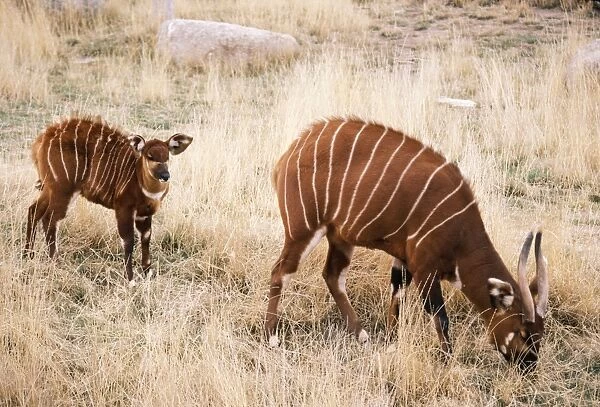 Bongo Antelope Female wth young. East Africa