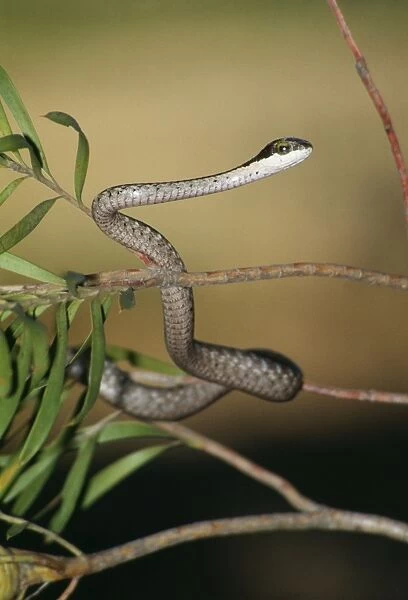 Boomslang Snake Juvenile