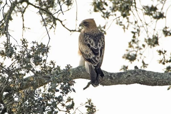 Booted Eagle - pale version, resting in cork oak, Alentejo, Portugal